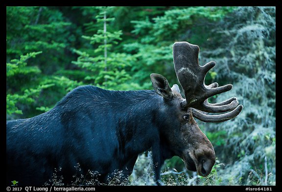 Bull moose. Isle Royale National Park, Michigan, USA.