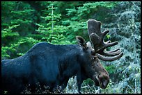 Bull moose. Isle Royale National Park ( color)