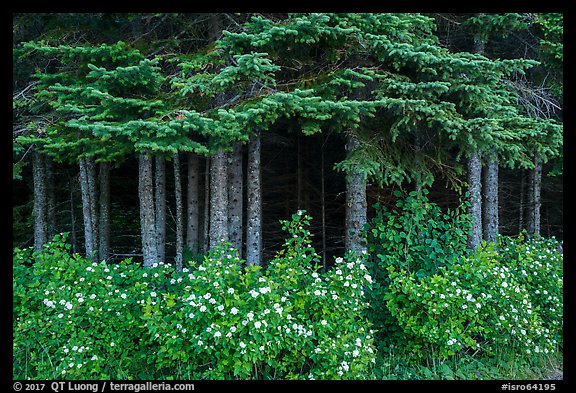 White blooms and dark forest. Isle Royale National Park, Michigan, USA.