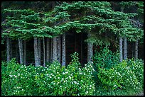 White blooms and dark forest. Isle Royale National Park ( color)