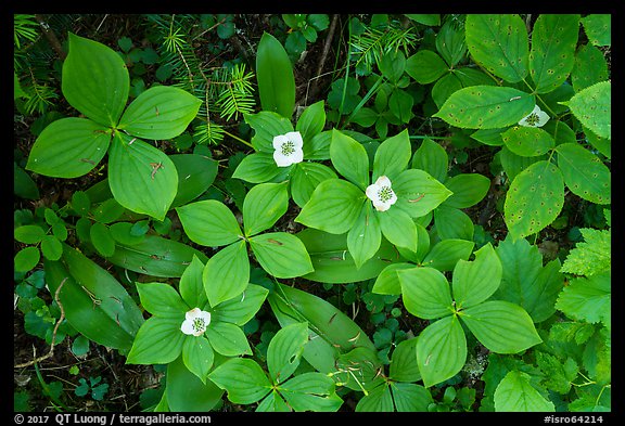 Forest undergrowth with white flowers, Passage Island. Isle Royale National Park, Michigan, USA.