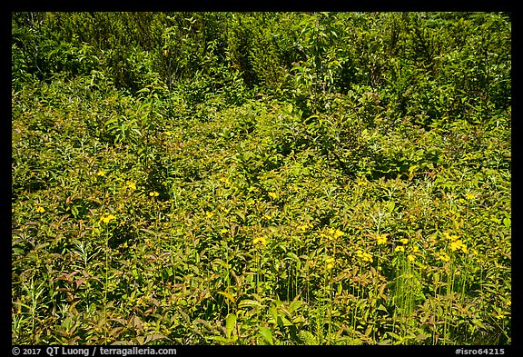 Dense summer vegetation, Passage Island. Isle Royale National Park (color)