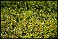 Dense summer vegetation, Passage Island. Isle Royale National Park ( color)