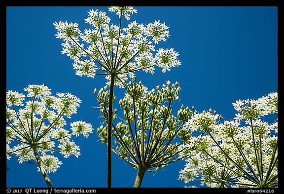 Looking up Cow Parsnip. Isle Royale National Park (color)