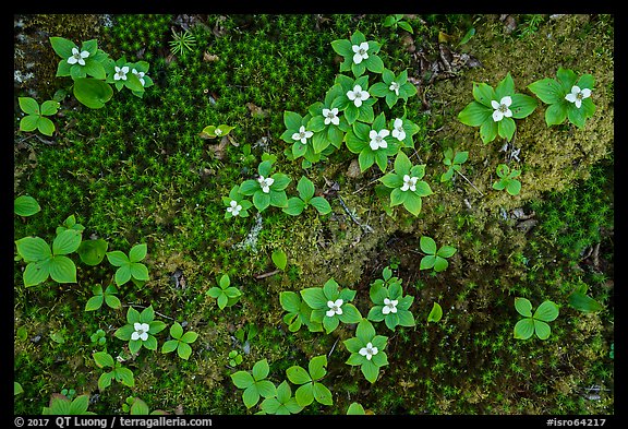 Forest undergrowth with white flowers, Passage Island. Isle Royale National Park, Michigan, USA.