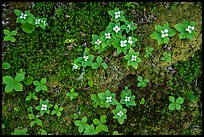 Forest undergrowth with white flowers, Passage Island. Isle Royale National Park, Michigan, USA.