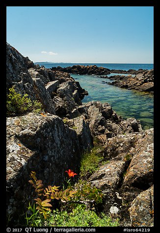 Red Flower and rocky lakeshore of Passage Island. Isle Royale National Park (color)