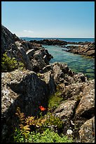 Red Flower and rocky lakeshore of Passage Island. Isle Royale National Park ( color)