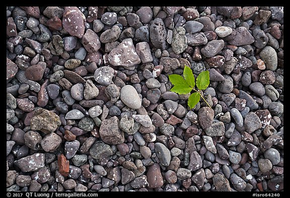 Fallen green leaf and beach stones, Tookers Island. Isle Royale National Park, Michigan, USA.