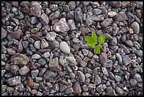 Fallen green leaf and beach stones, Tookers Island. Isle Royale National Park ( color)