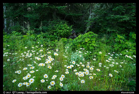 Daisies and forest, Mott Island. Isle Royale National Park (color)