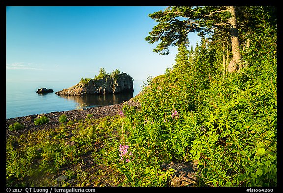 Wildflowers, offshore islet, and Lake Superior, Mott Island. Isle Royale National Park, Michigan, USA.