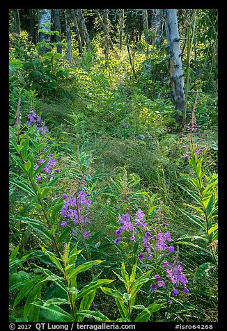 Fireweed starting bloom, Caribou Island. Isle Royale National Park, Michigan, USA.