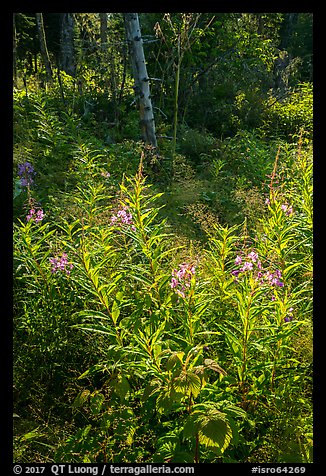 Backlit fireweed, Caribou Island. Isle Royale National Park (color)