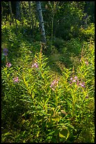 Backlit fireweed, Caribou Island. Isle Royale National Park ( color)