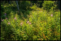 Fireweed and dense forest, Caribou Island. Isle Royale National Park ( color)