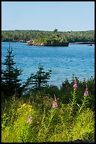 Fireweed, inlet, and forest, Caribou Island. Isle Royale National Park ( color)