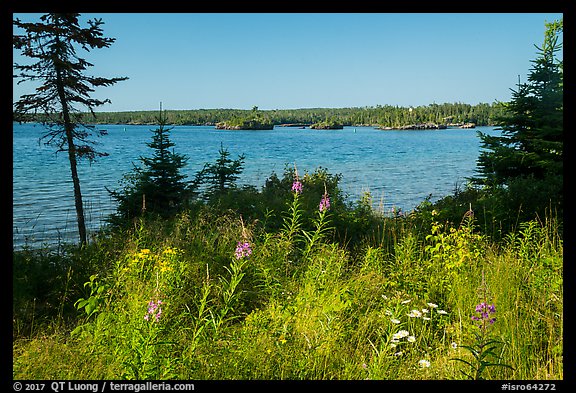 Fireweed, water, and forest, Caribou Island. Isle Royale National Park (color)