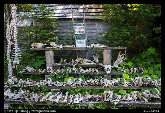 Mooseum of pathology. Isle Royale National Park, Michigan, USA.