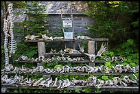 Mooseum of pathology. Isle Royale National Park ( color)