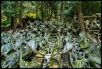 Collection of moose antlers and skulls. Isle Royale National Park ( color)