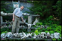 Rolf Peterson points to speciment of moose skull exhibiting pathology. Isle Royale National Park ( color)
