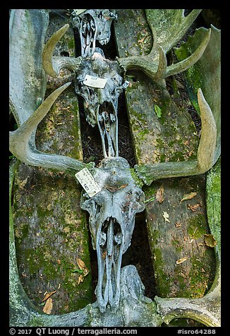 Labeled moose antlers and skulls. Isle Royale National Park, Michigan, USA.