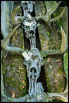 Labeled moose antlers and skulls. Isle Royale National Park ( color)