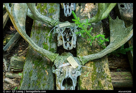 Moose skulls with identification label. Isle Royale National Park, Michigan, USA.