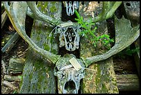 Moose skulls with identification label. Isle Royale National Park ( color)