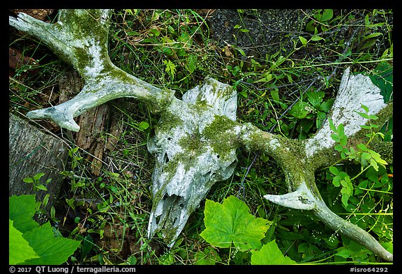 Moose skull with attached antlers. Isle Royale National Park (color)