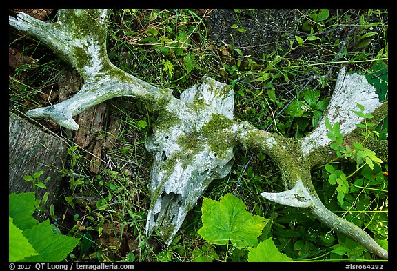 Moose skull with attached antlers. Isle Royale National Park, Michigan, USA.