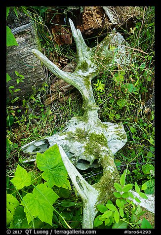 Moose skull with attached antlers on forest floor. Isle Royale National Park (color)