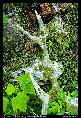 Moose skull with attached antlers on forest floor. Isle Royale National Park, Michigan, USA.