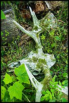 Moose skull with attached antlers on forest floor. Isle Royale National Park ( color)