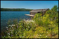 Fish House and wildflowers, Edisen Fishery. Isle Royale National Park ( color)