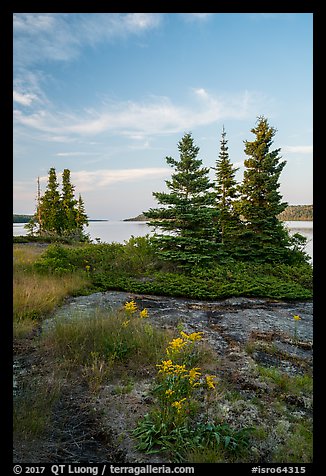 Yellow wildflowers, Moskey Basin, Rock Harbor in the distance. Isle Royale National Park, Michigan, USA.