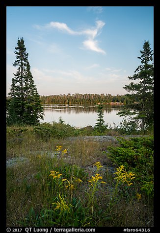 Yellow wildflowers, Moskey Basin. Isle Royale National Park, Michigan, USA.