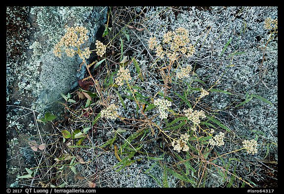 Close-up of wildflowers and lichen. Isle Royale National Park (color)