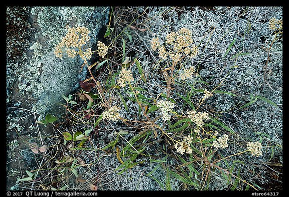 Close-up of wildflowers and lichen. Isle Royale National Park, Michigan, USA.