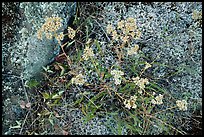 Close-up of wildflowers and lichen. Isle Royale National Park ( color)