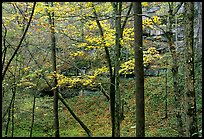 Trees and limestome cliffs in autumn. Mammoth Cave National Park, Kentucky, USA.