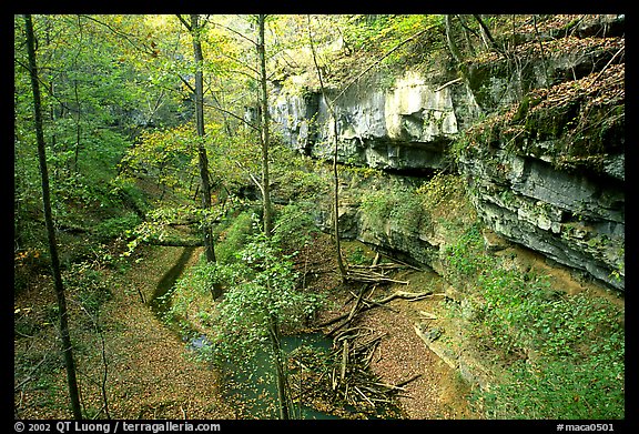 Trees and limestome cliffs in the fall. Mammoth Cave National Park, Kentucky, USA.