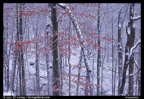 Trees in winter with snow and old leaves. Mammoth Cave National Park, Kentucky, USA.