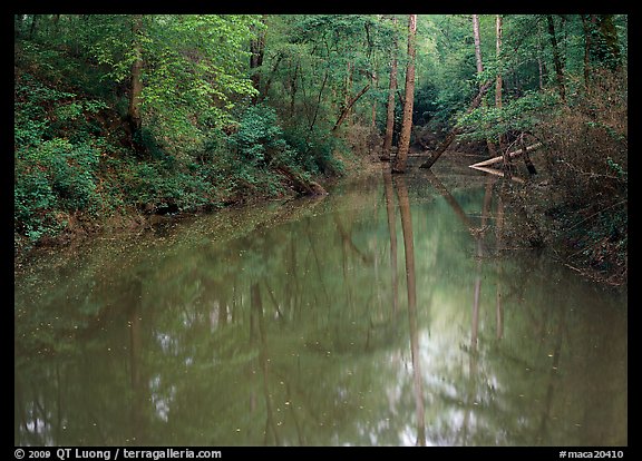 Flooded trees in Echo River Spring. Mammoth Cave National Park, Kentucky, USA.