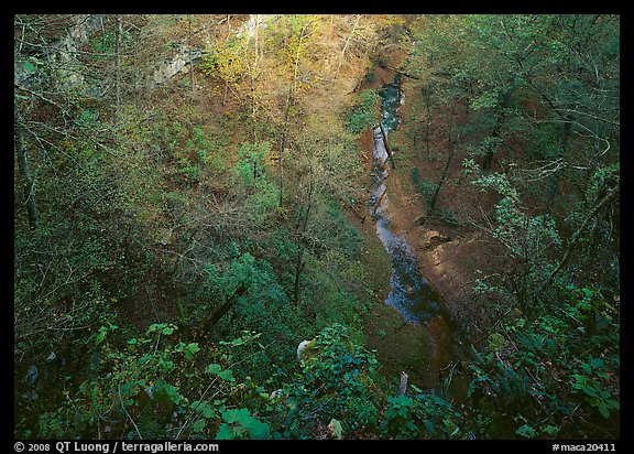 Forest in karstic depression. Mammoth Cave National Park (color)