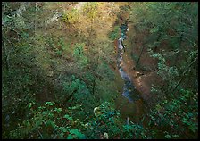 Forest in  karstic depression. Mammoth Cave National Park ( color)