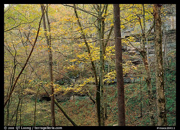 Trees and limestome cliffs in autumn. Mammoth Cave National Park (color)