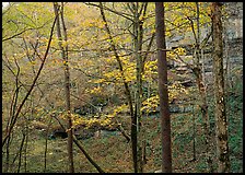 Trees and limestome cliffs in autumn. Mammoth Cave National Park, Kentucky, USA.