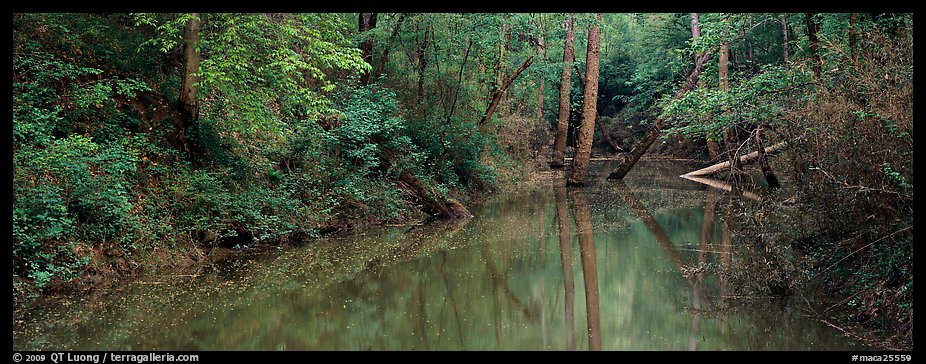 Spring forest scene with trees reflected in pond. Mammoth Cave National Park (color)